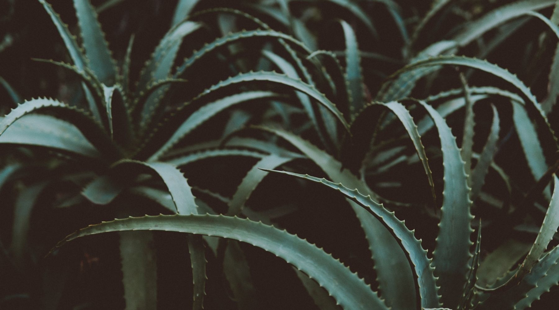 CAN PLANTS REALLY HELP YOU SLEEP?!